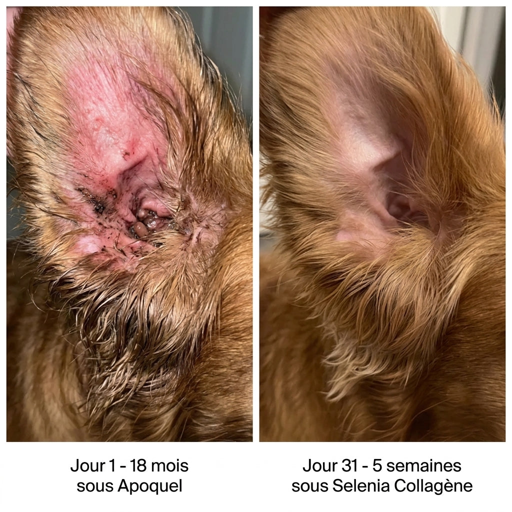 Collagène Liquide Premium Selenia
